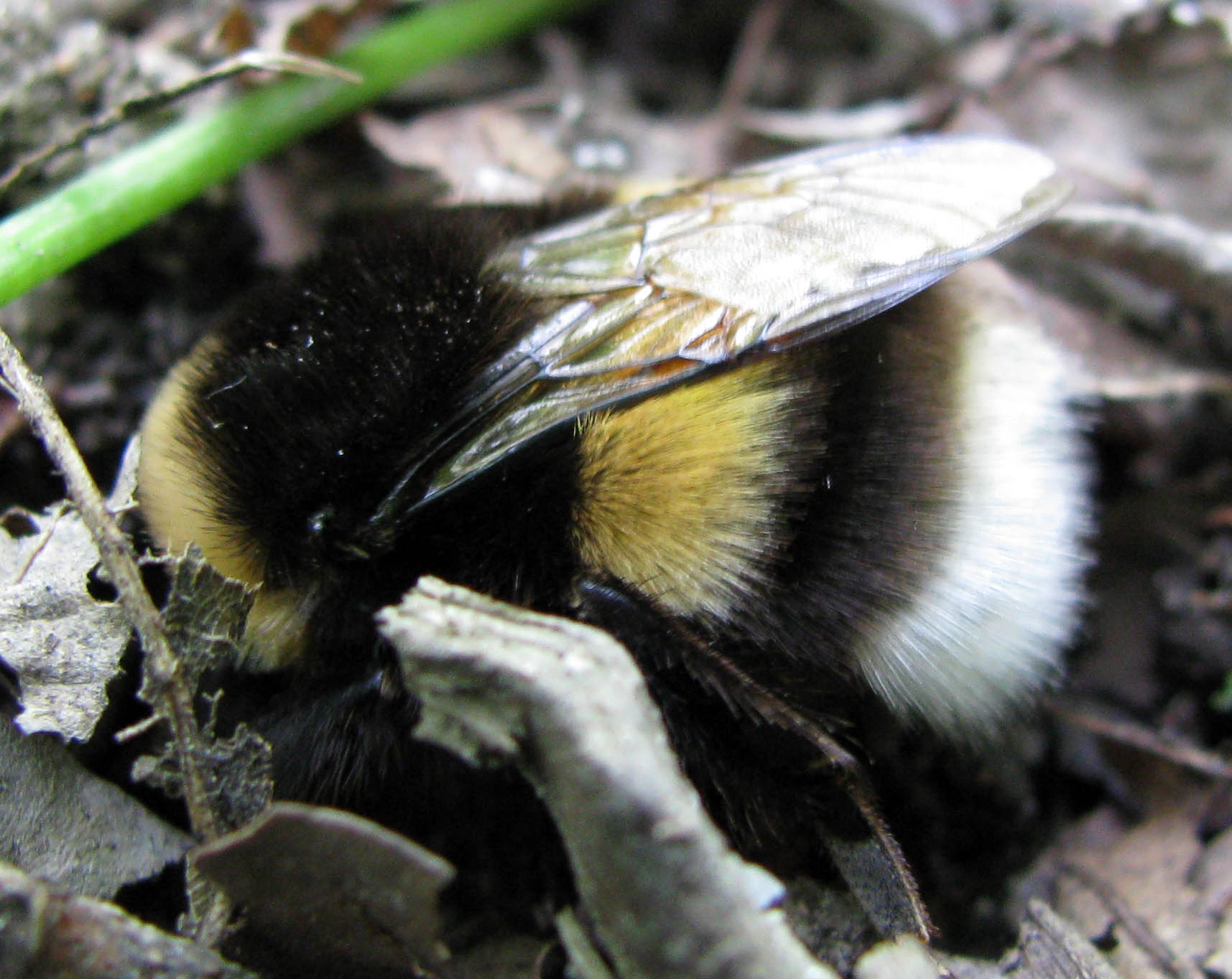Bombus sp